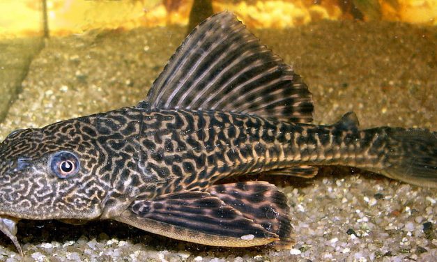 El pez diablo Pterygoplichthys: Un peligro inminente